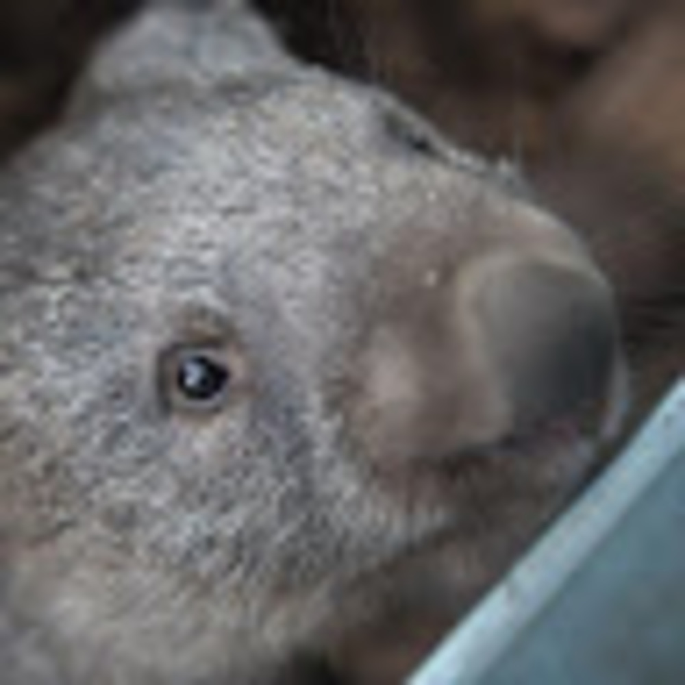 Meet your Posher, Micah